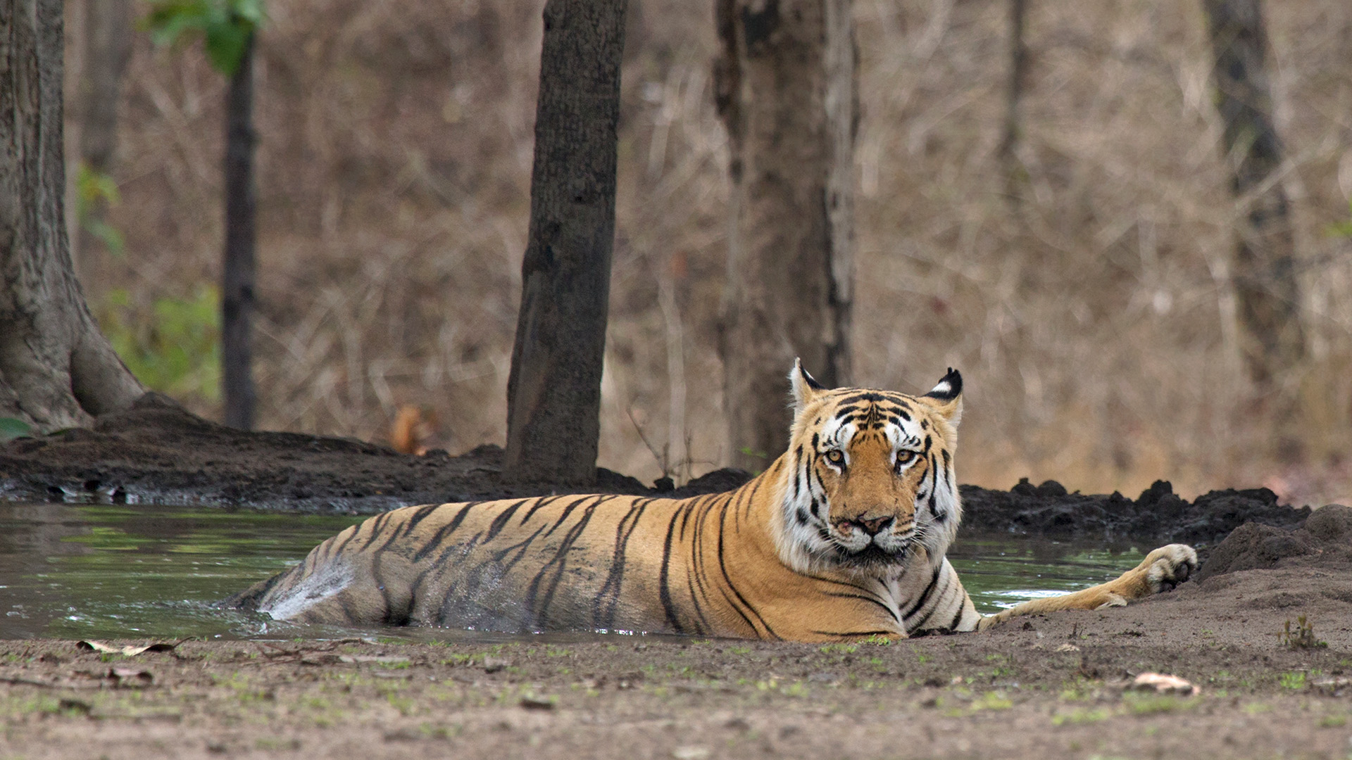 Pench Tiger Reserve