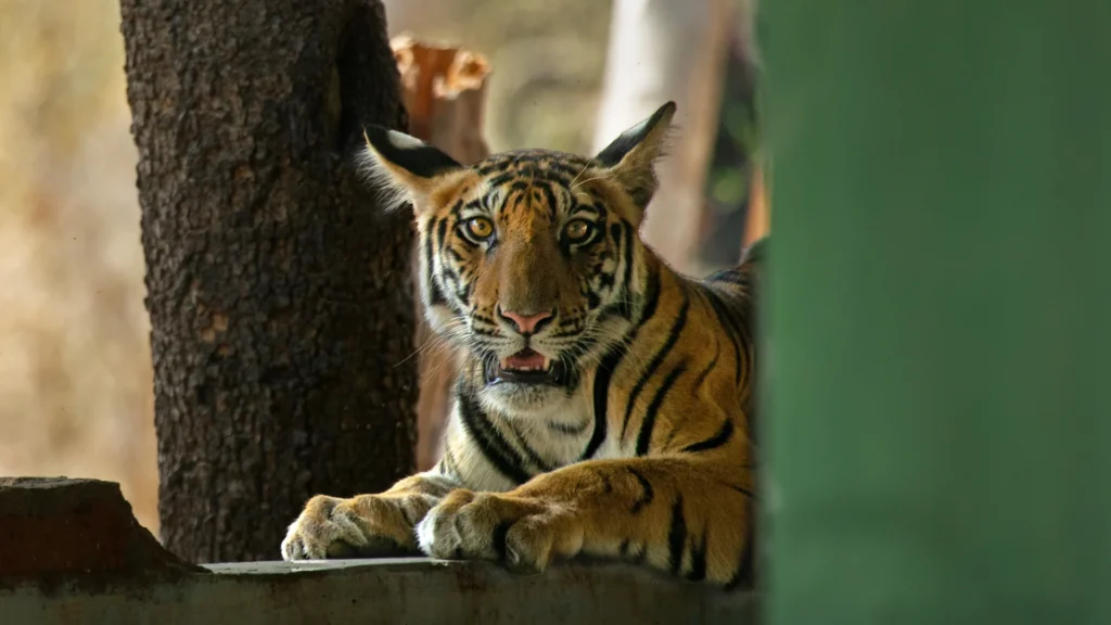 Jungle Safari Packages Bandhavgarh, 4 Days Bandhavgarh Tour Package from Jabalpur