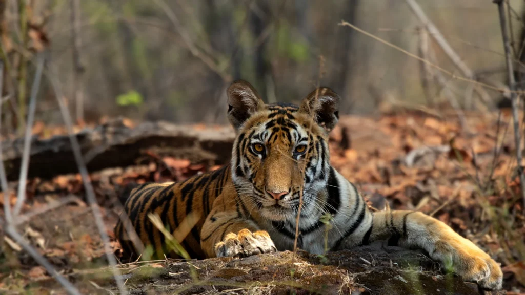 Bandhavgarh Gate Safari, Pench Tour Package, Bandhavgarh Tour Package