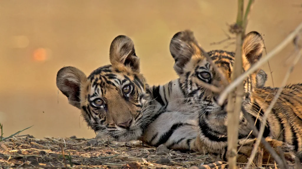 Package Tour in Bandhavgarh ,Bandhavgarh Tour Package