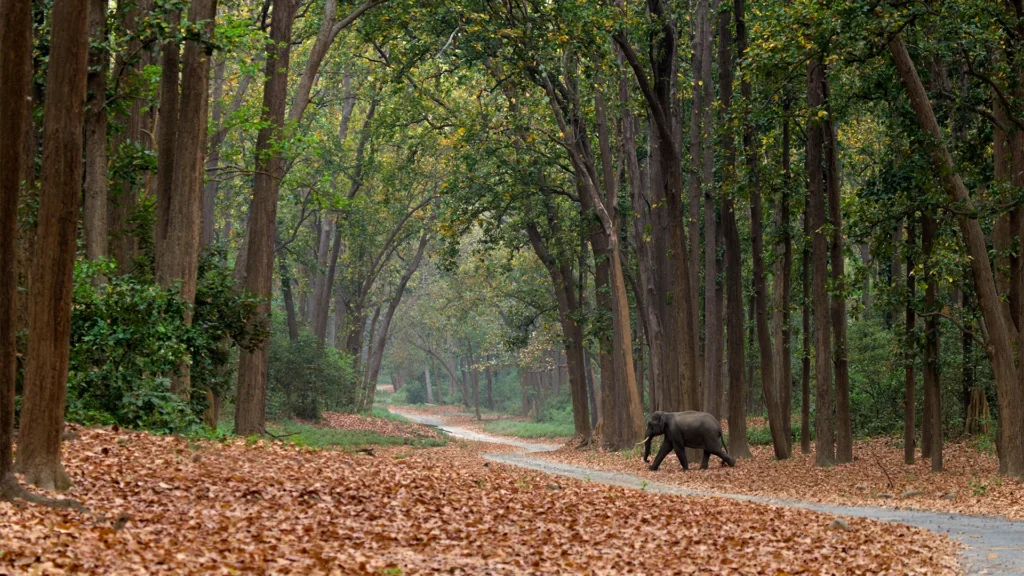 Jim Corbett jungle safari packages