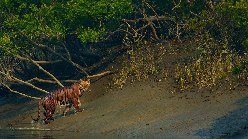 Sunderban Tour Package