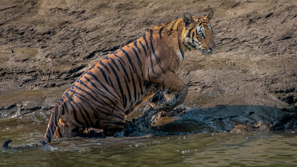 Sunderban Tour Packages