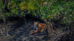 Sundarban Package tour