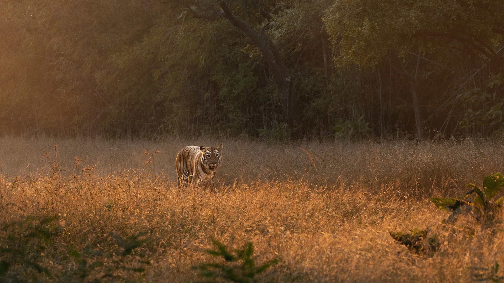 Tadoba Tiger Reserve