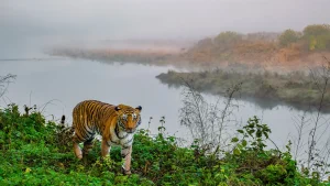 Jungle Safari Packages Manas, Kaziranga tour package