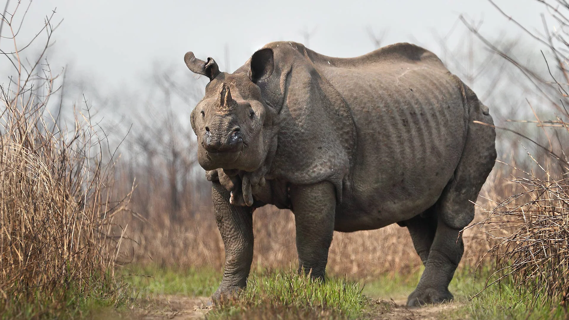 Kaziranga Tiger Reserve