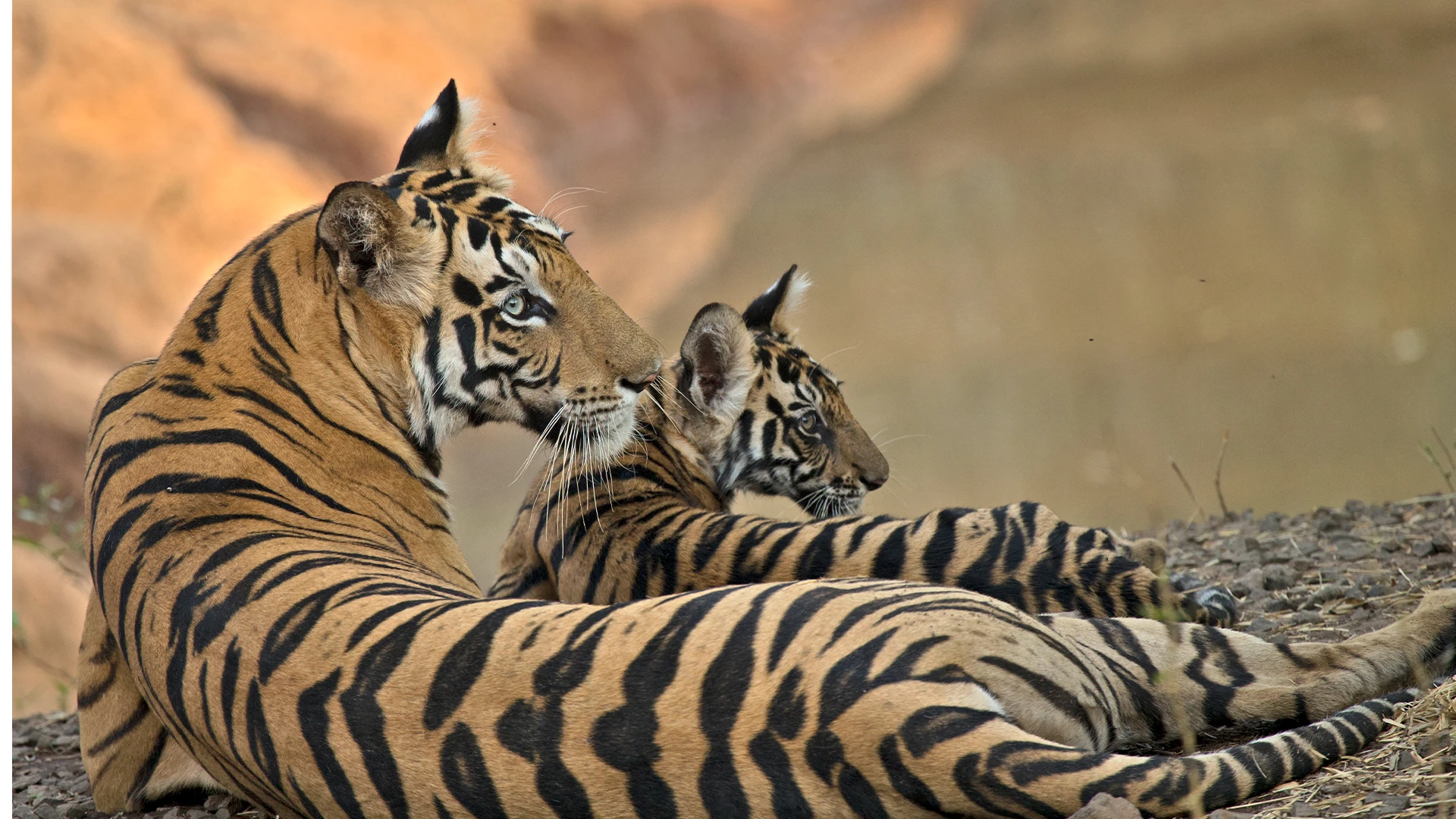 Bandhavgarh Tiger Reserve