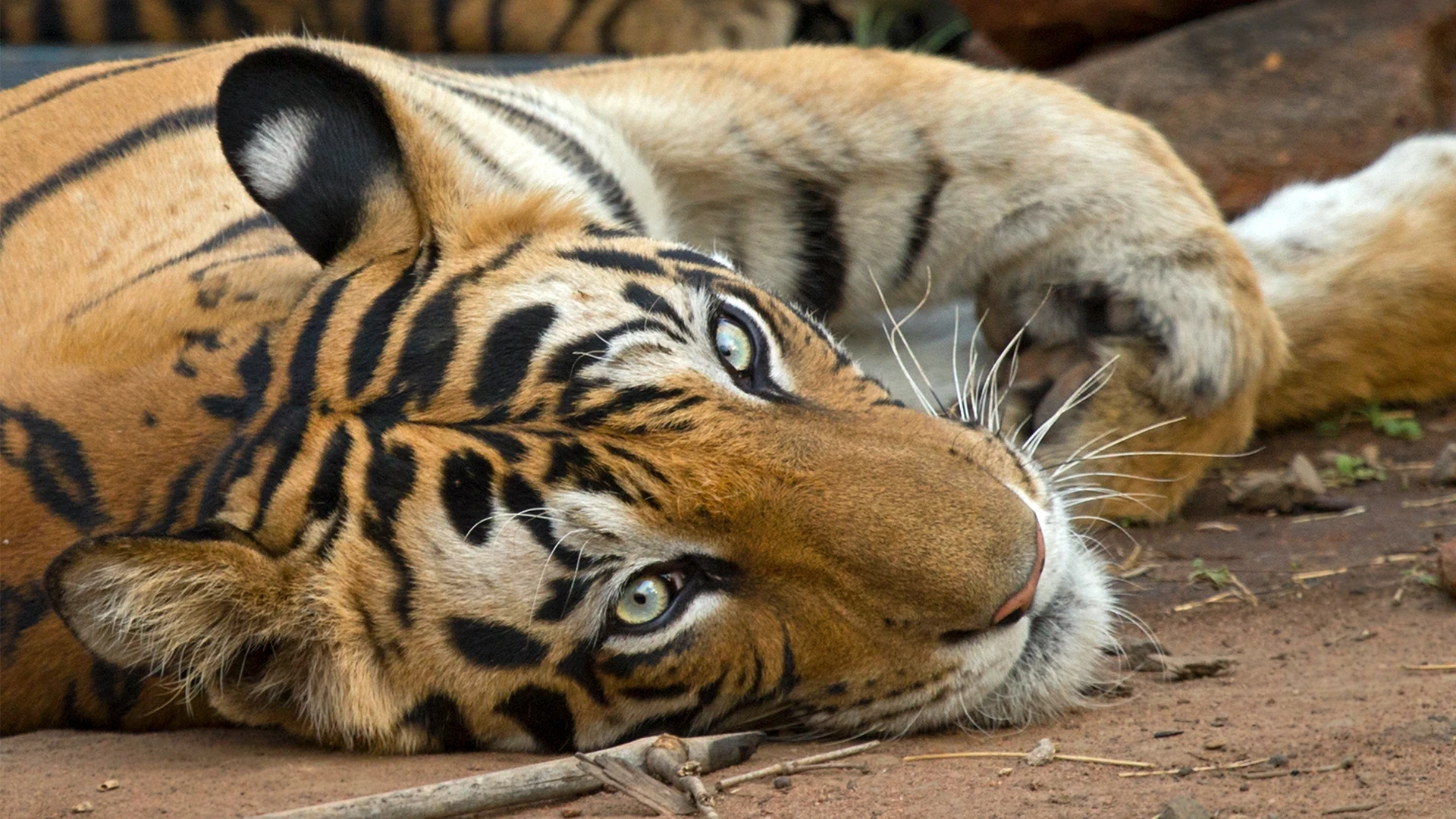 Bandhavgarh Tiger Reserve