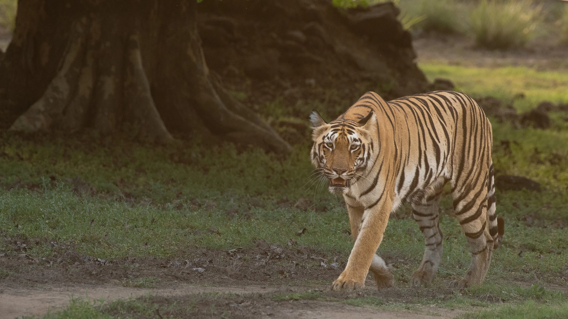 Tadoba Tiger Reserve: Explore Wildlife Safaris & Natural Beauty