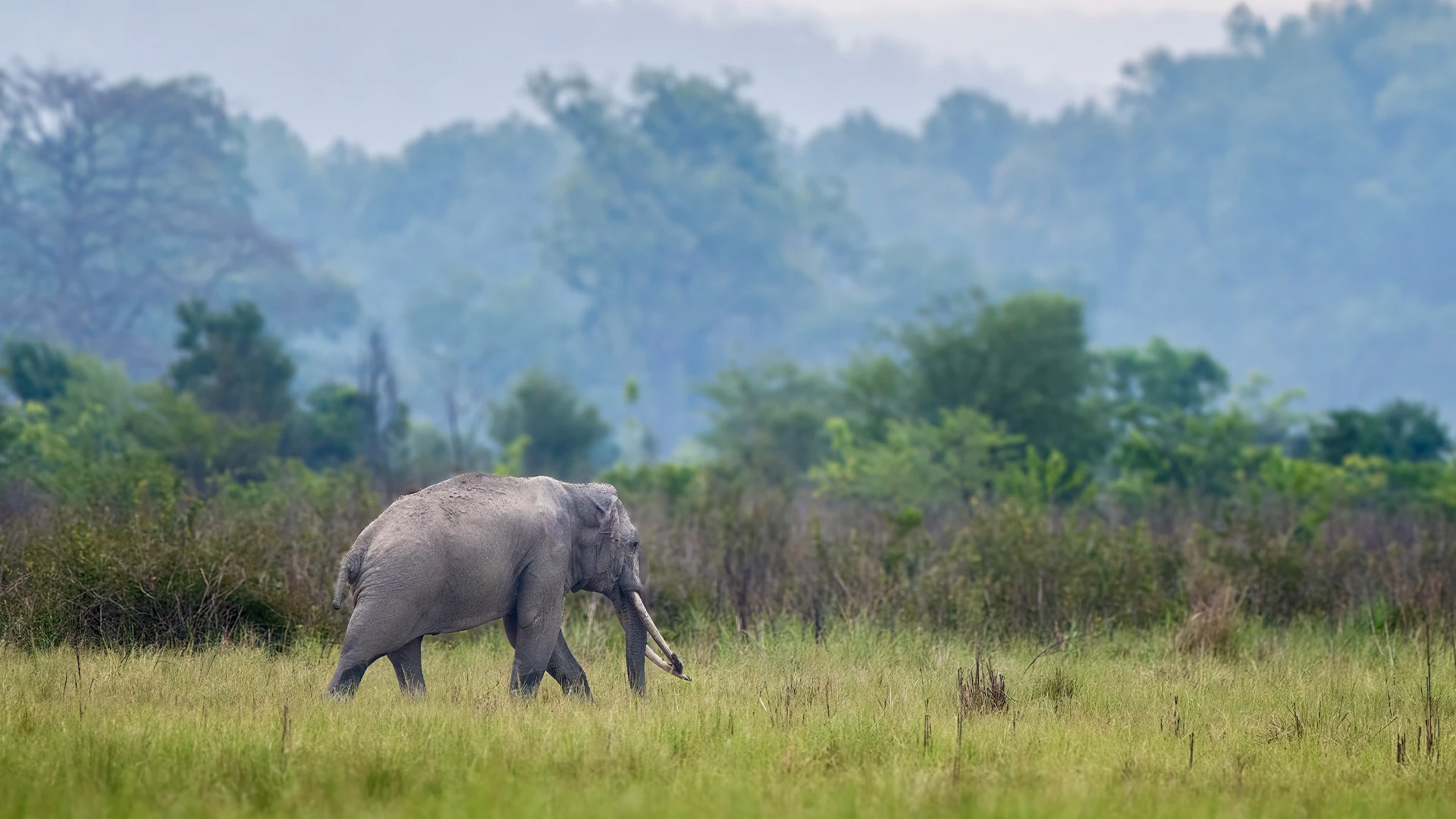 Corbett Tiger Reserve