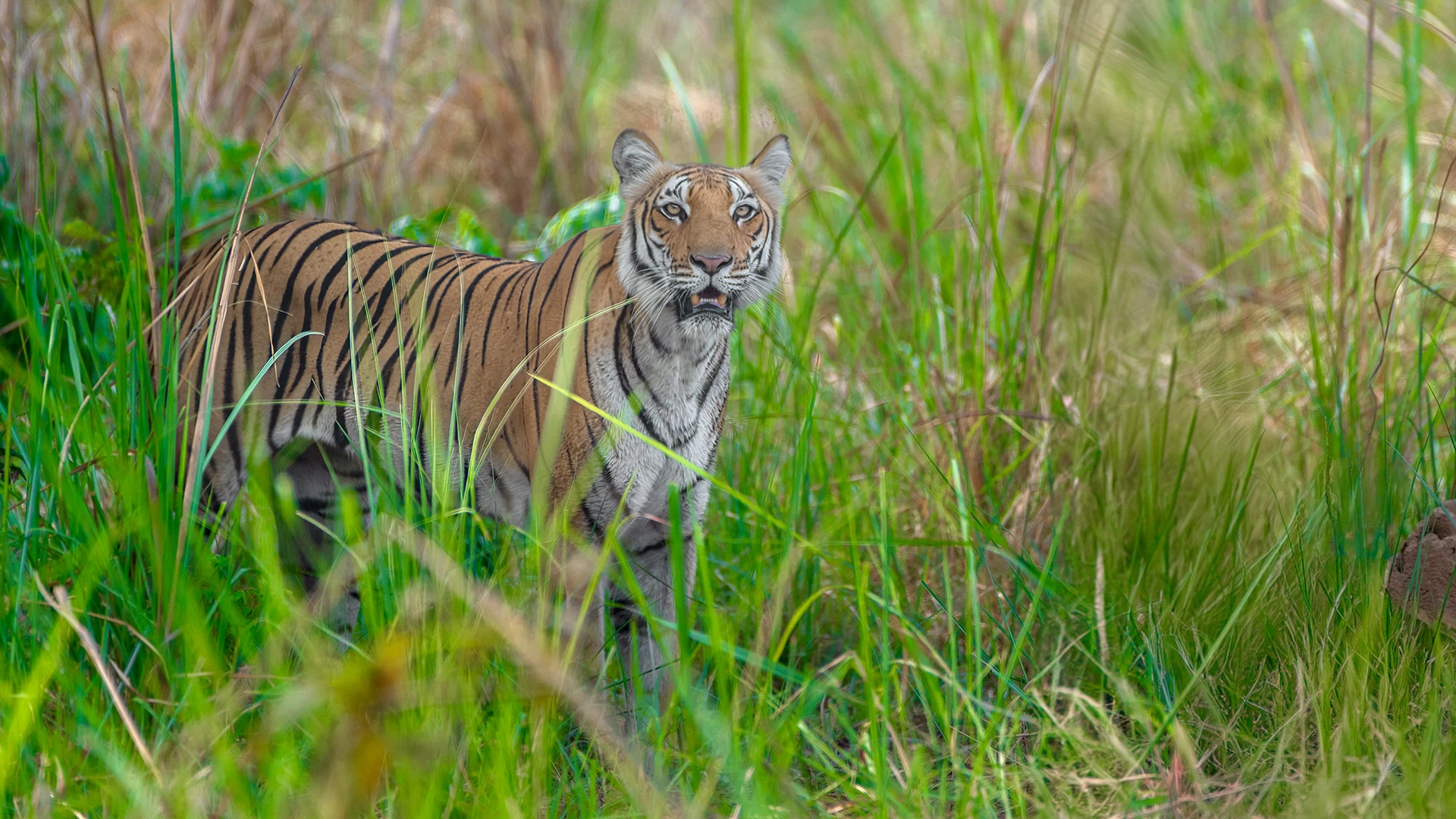 Corbett Tiger Reserve