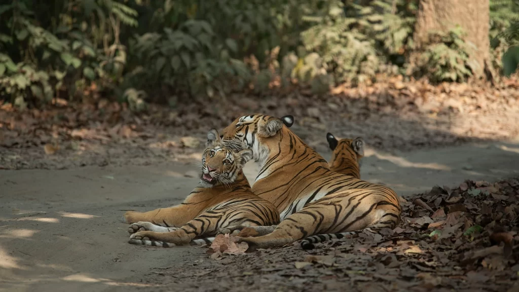 Corbett Tour Package