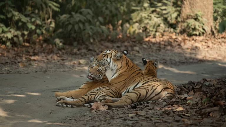 Corbett Tiger Reserve, Jim Corbett Package