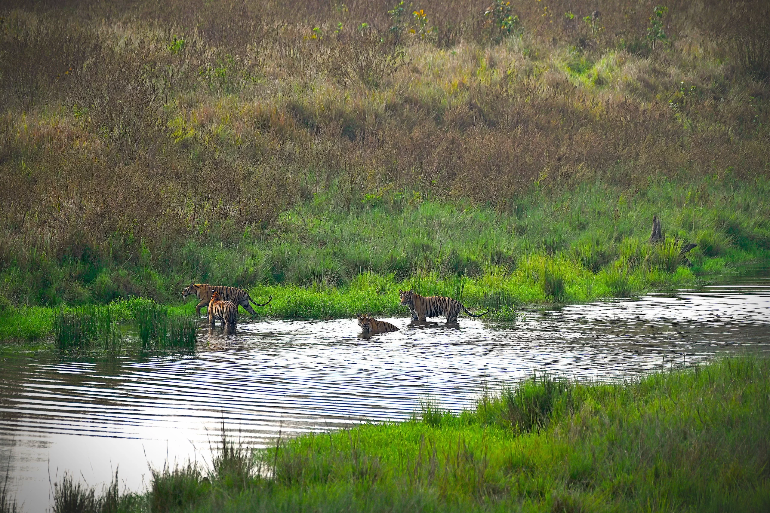 Kanha Tiger Reserve