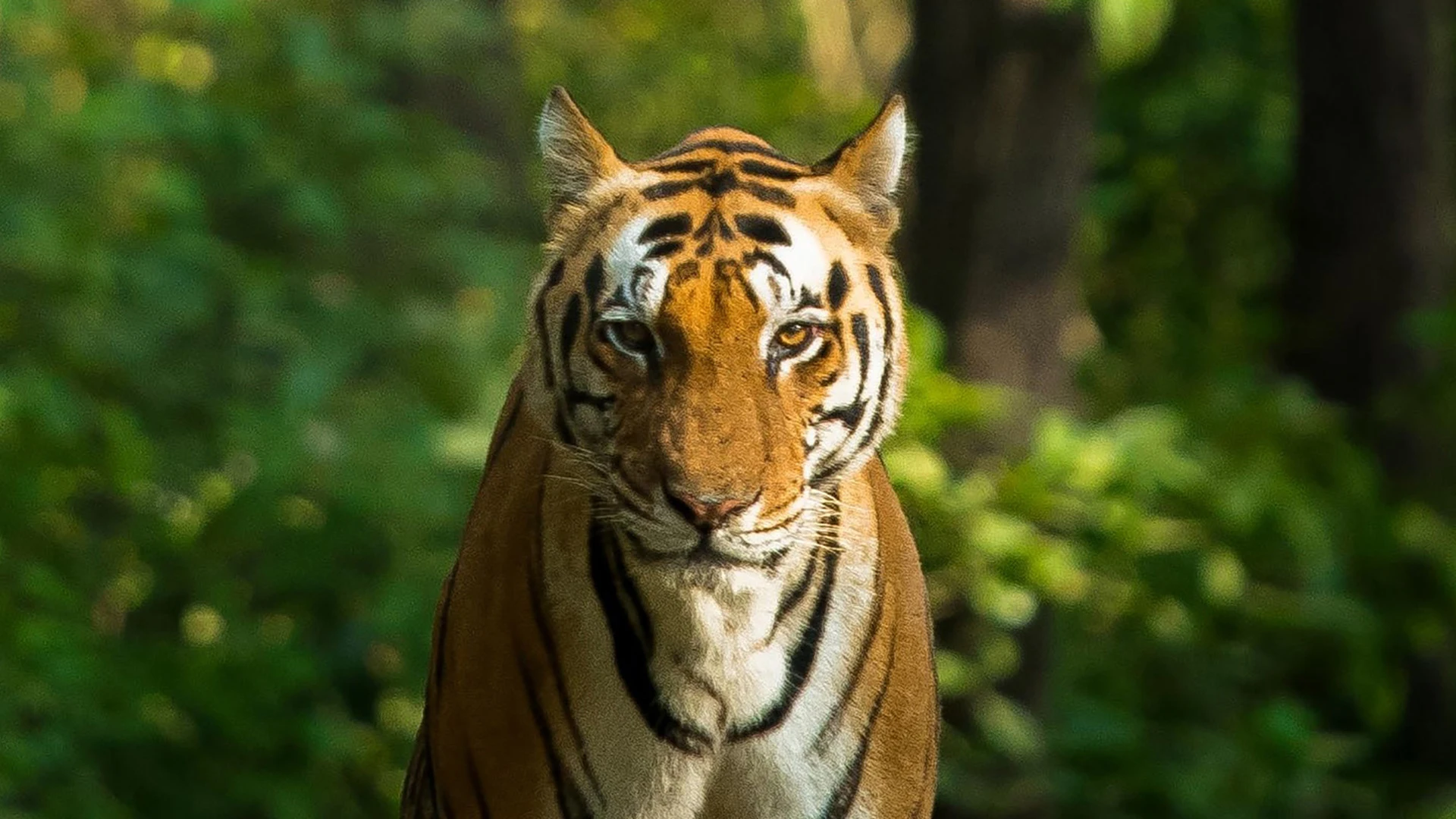 Kanha Tiger Reserve