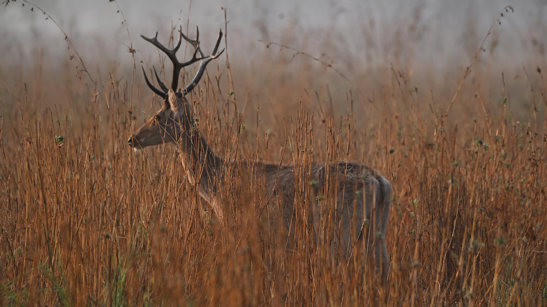 Kanha Tiger Reserve