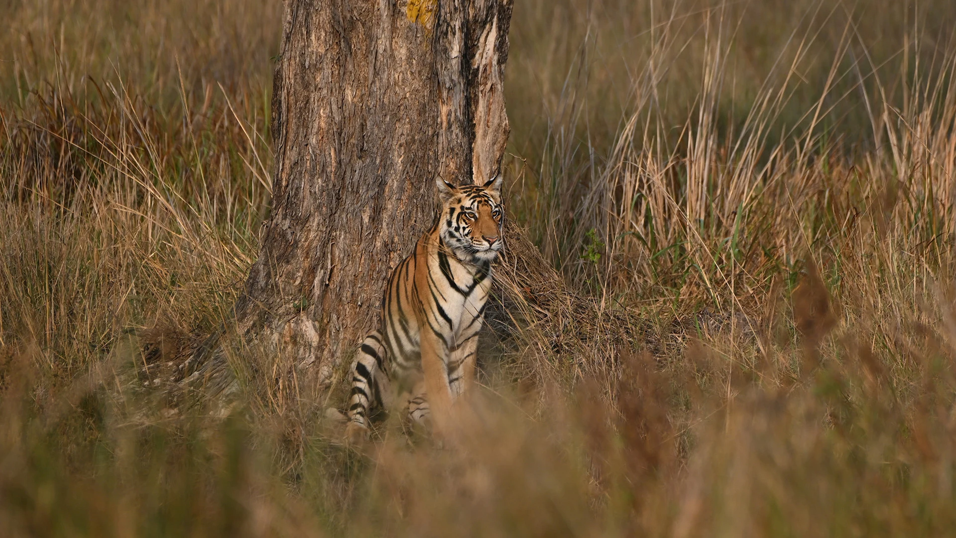 Kanha Tiger Reserve