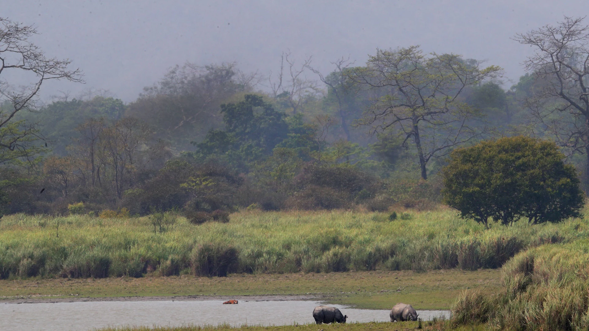 Kaziranga Tiger Reserve