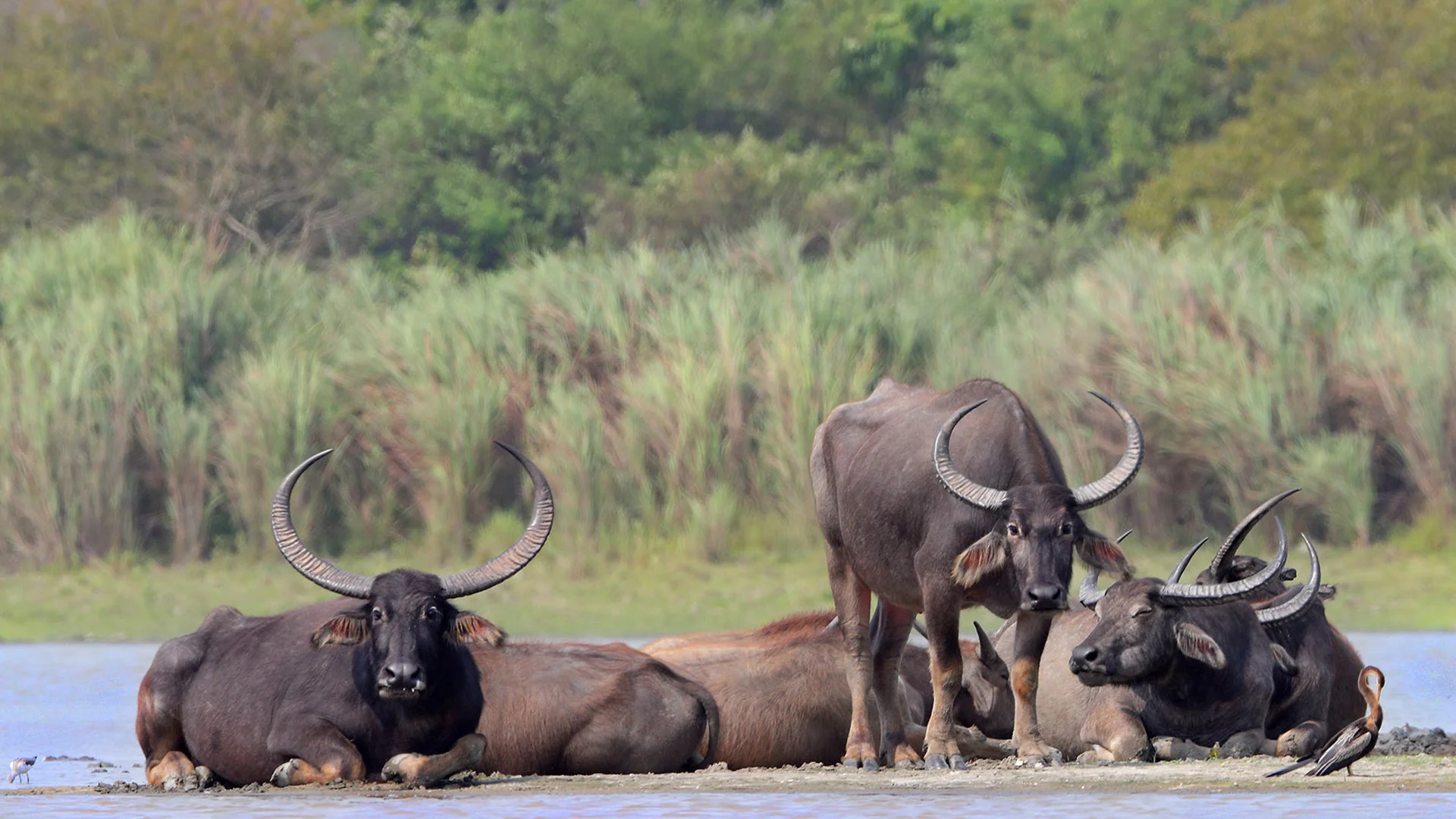 Kaziranga Tiger Reserve