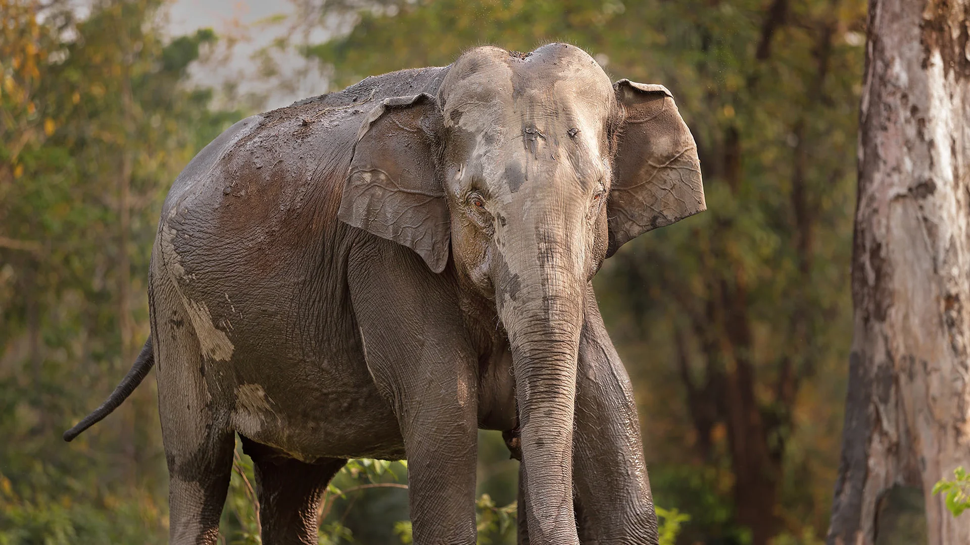 Kaziranga Tiger Reserve