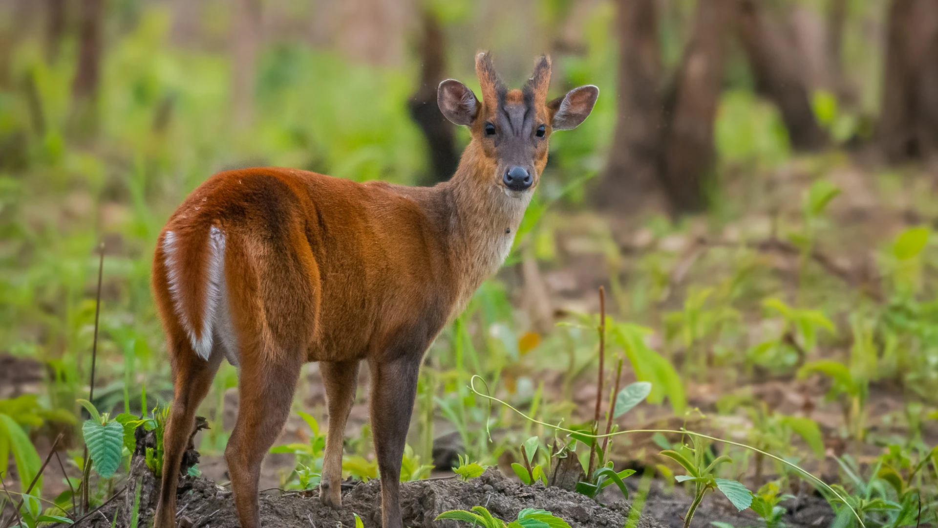 Manas National Park