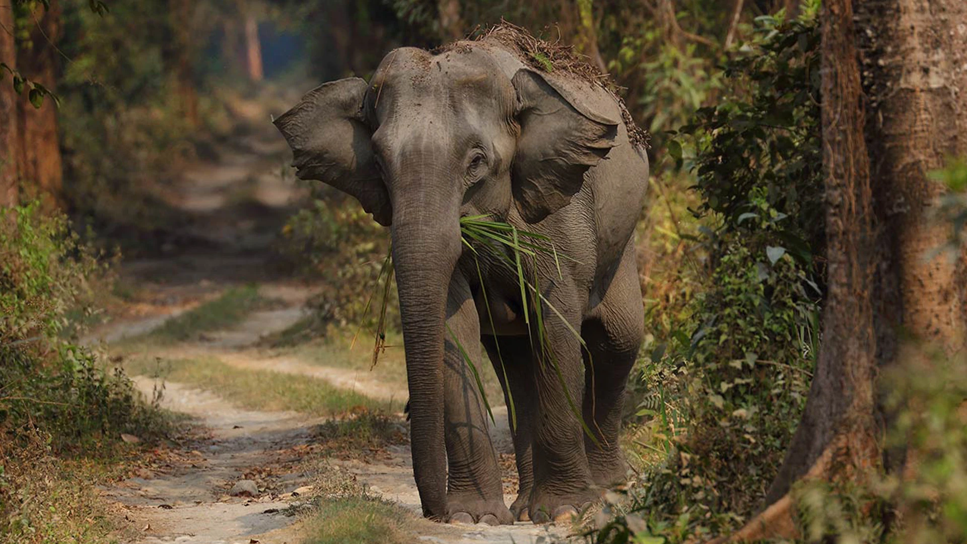 Manas National Park