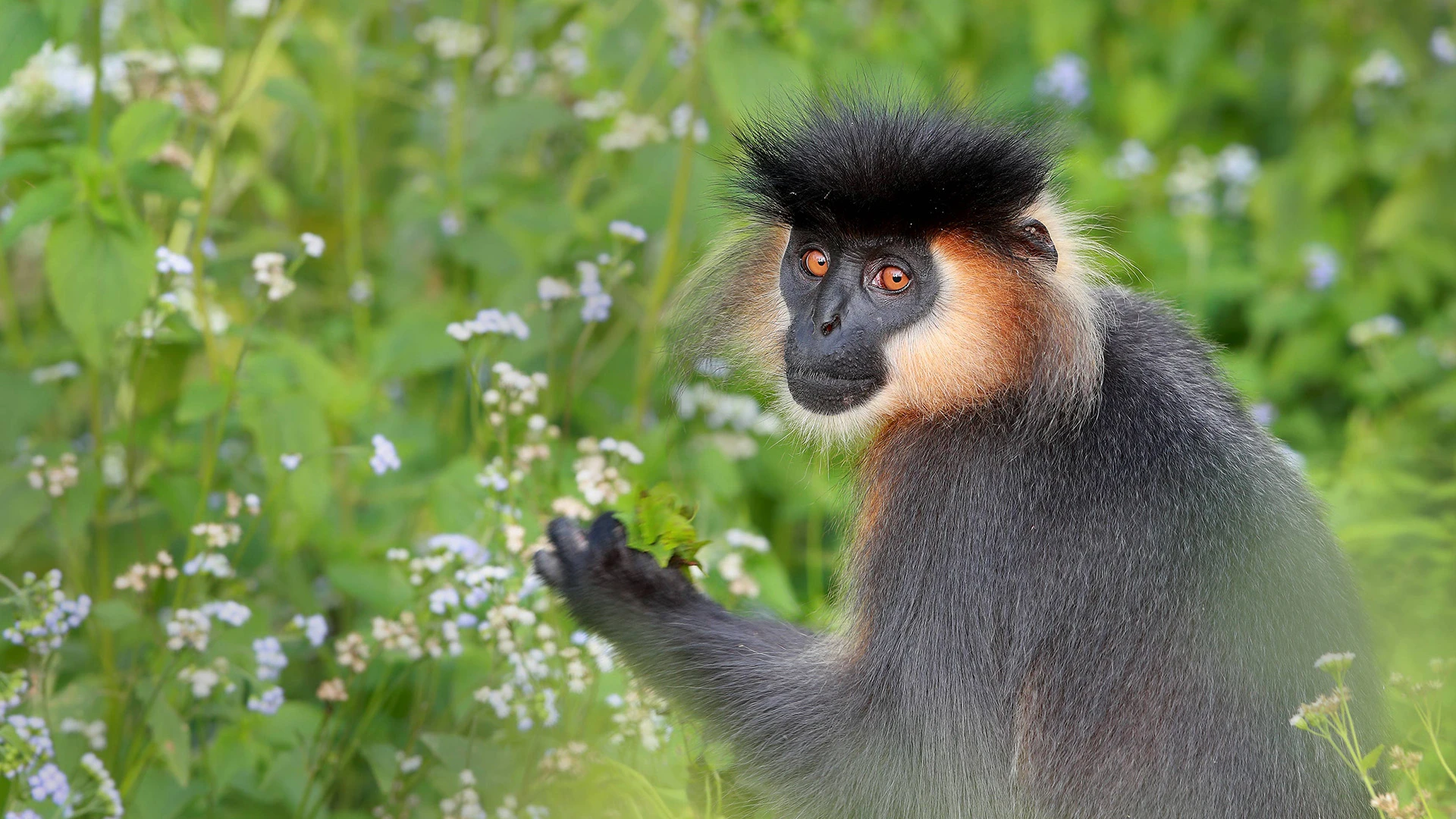 Manas National Park