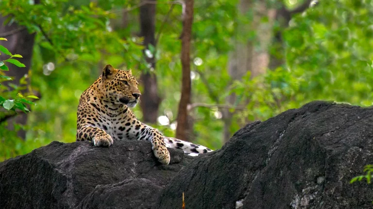 Pench Gate Safari