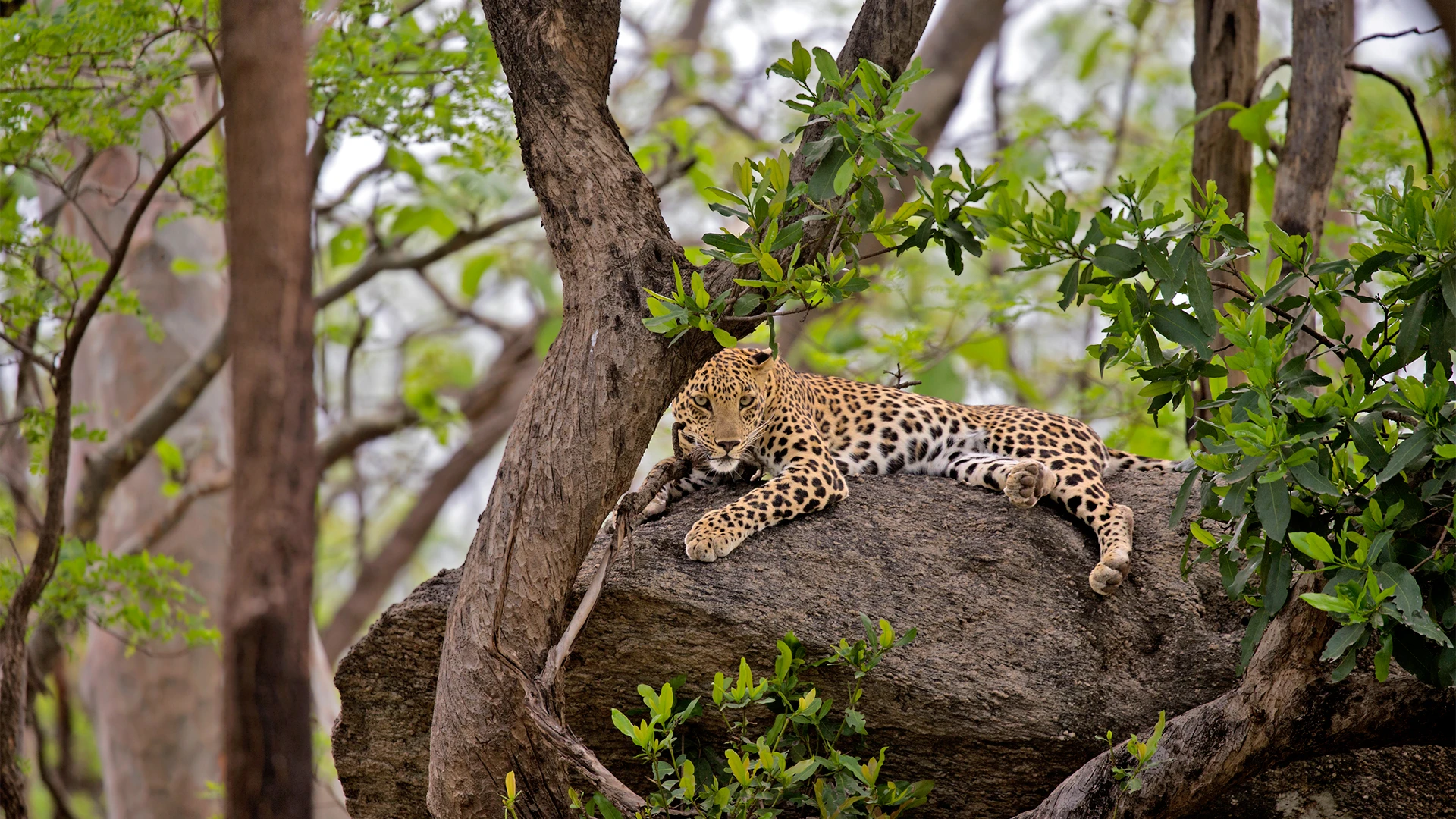 Pench Tiger Reserve