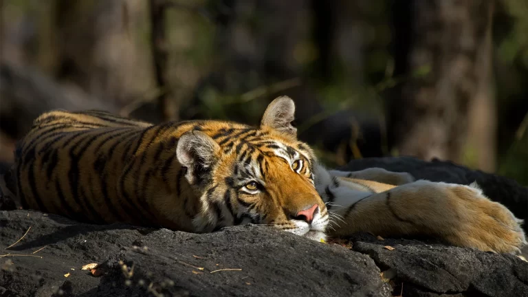 Pench Tiger Reserve