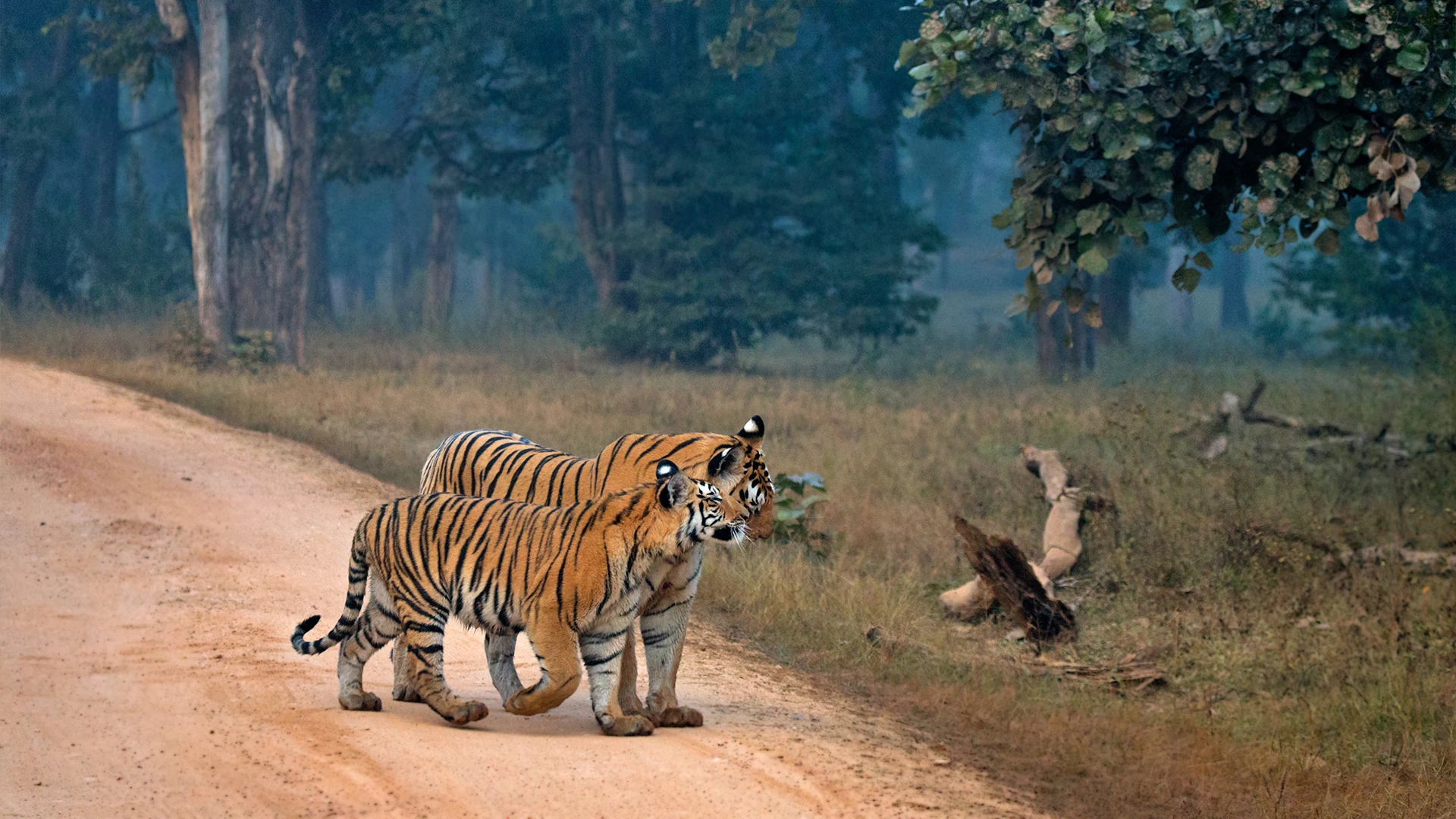 Pench Tour Package from Delhi