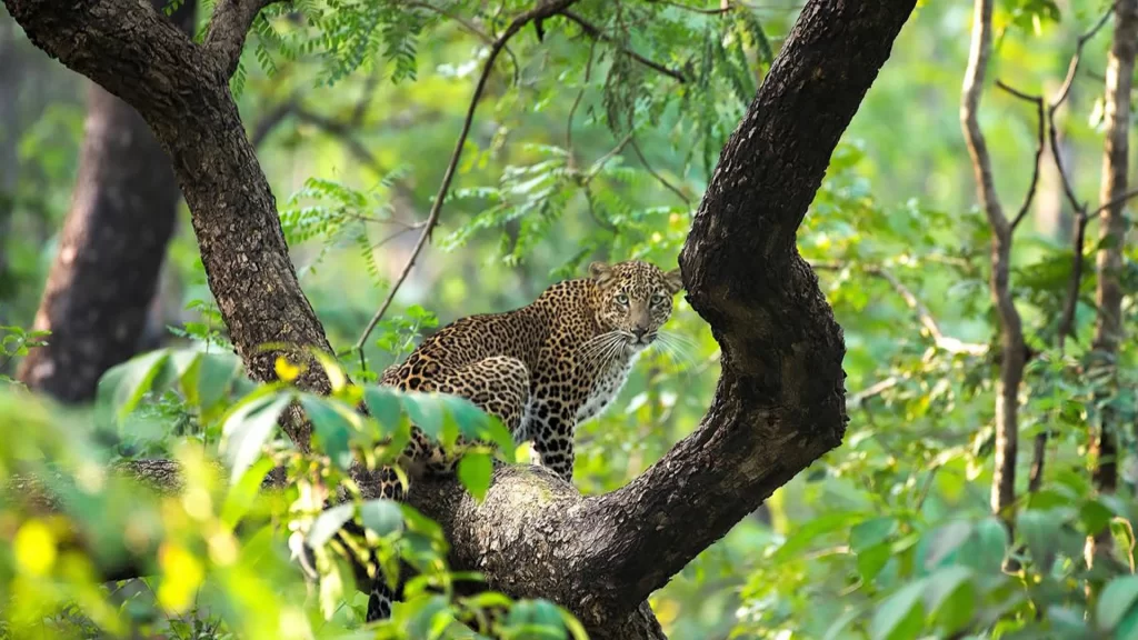 Satpura online booking, Satpura National Park Tour Package