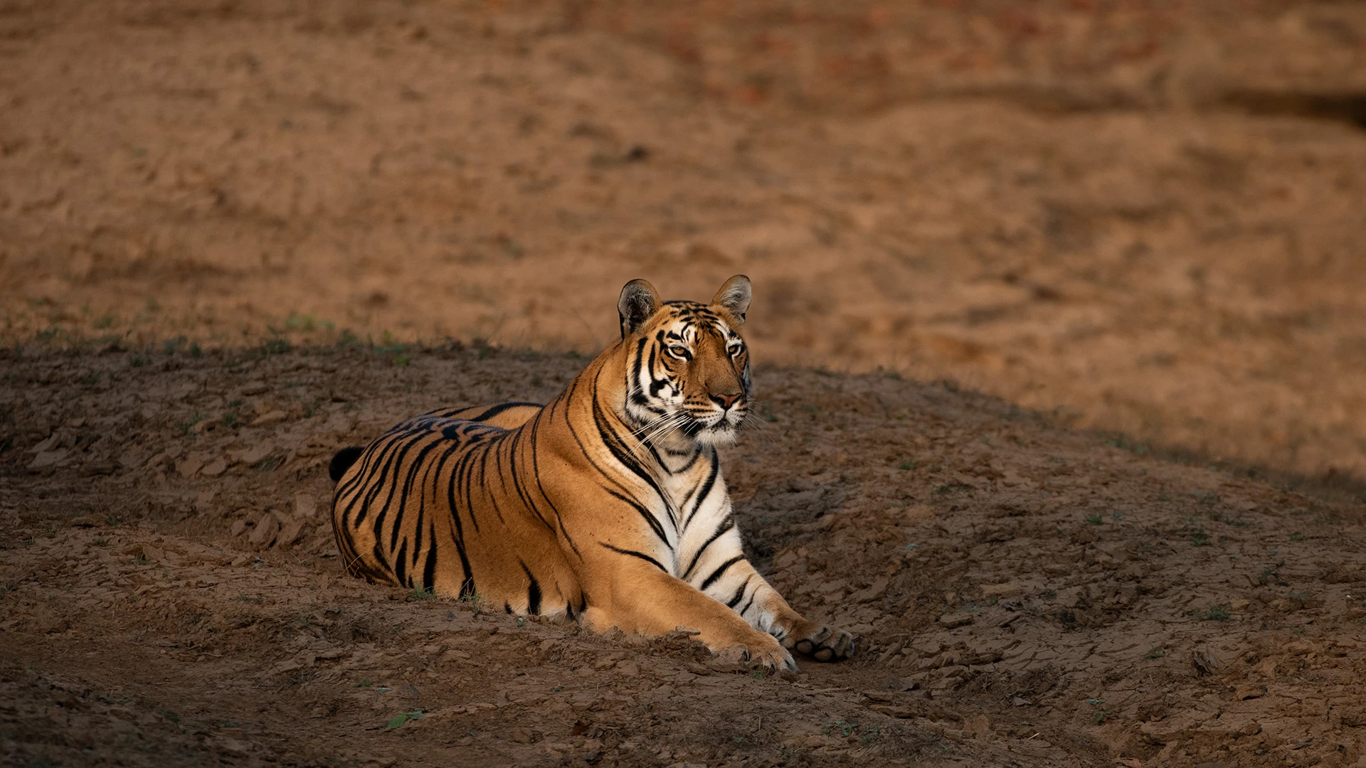 Satpura National Park Tour Package