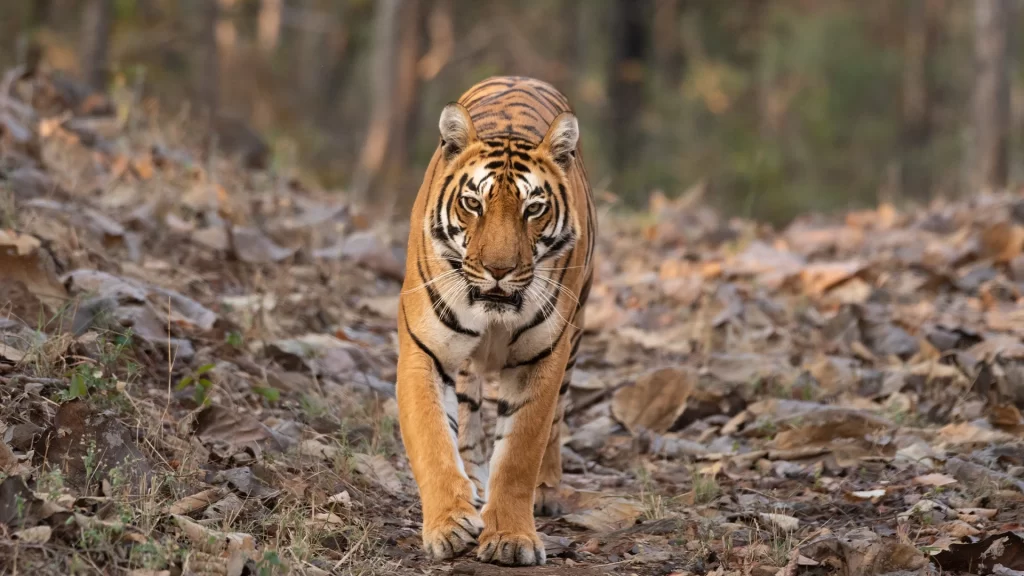 Satpura National Park Tour Package