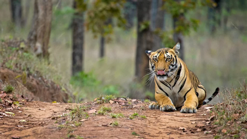 Tadoba Safari