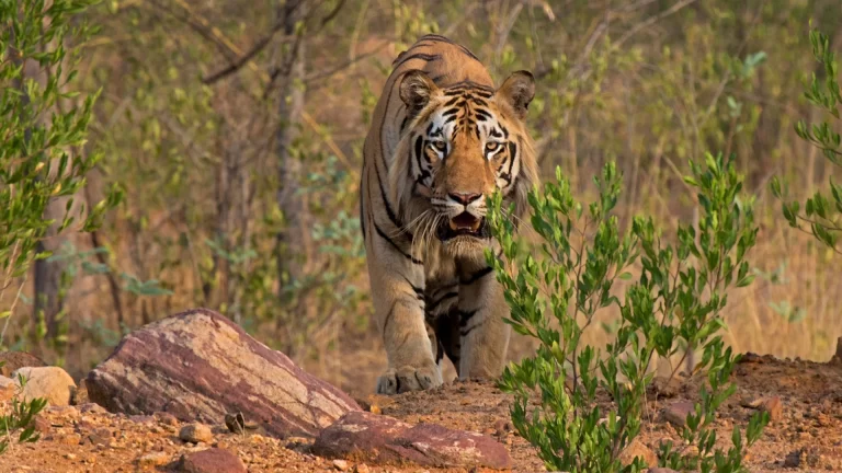 Tadoba Tiger Reserve