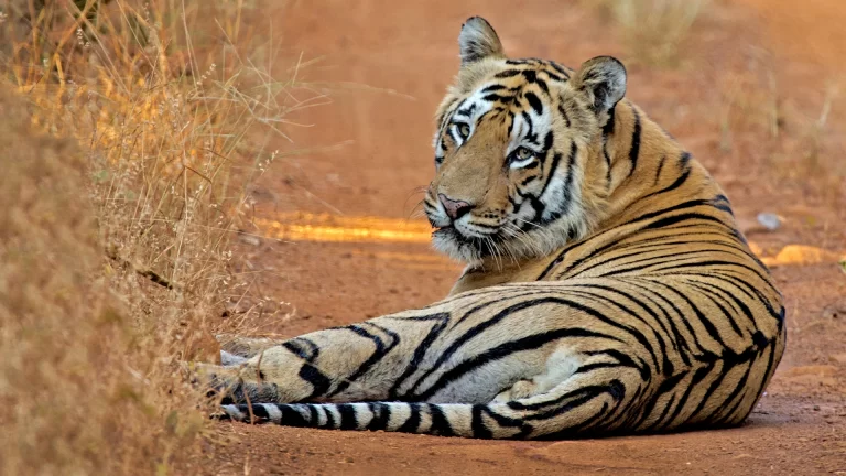 Tadoba jungle safari