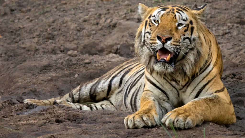 Tadoba Tiger Safari Package from Nagpur