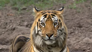 Safari Tour Package from Delhi