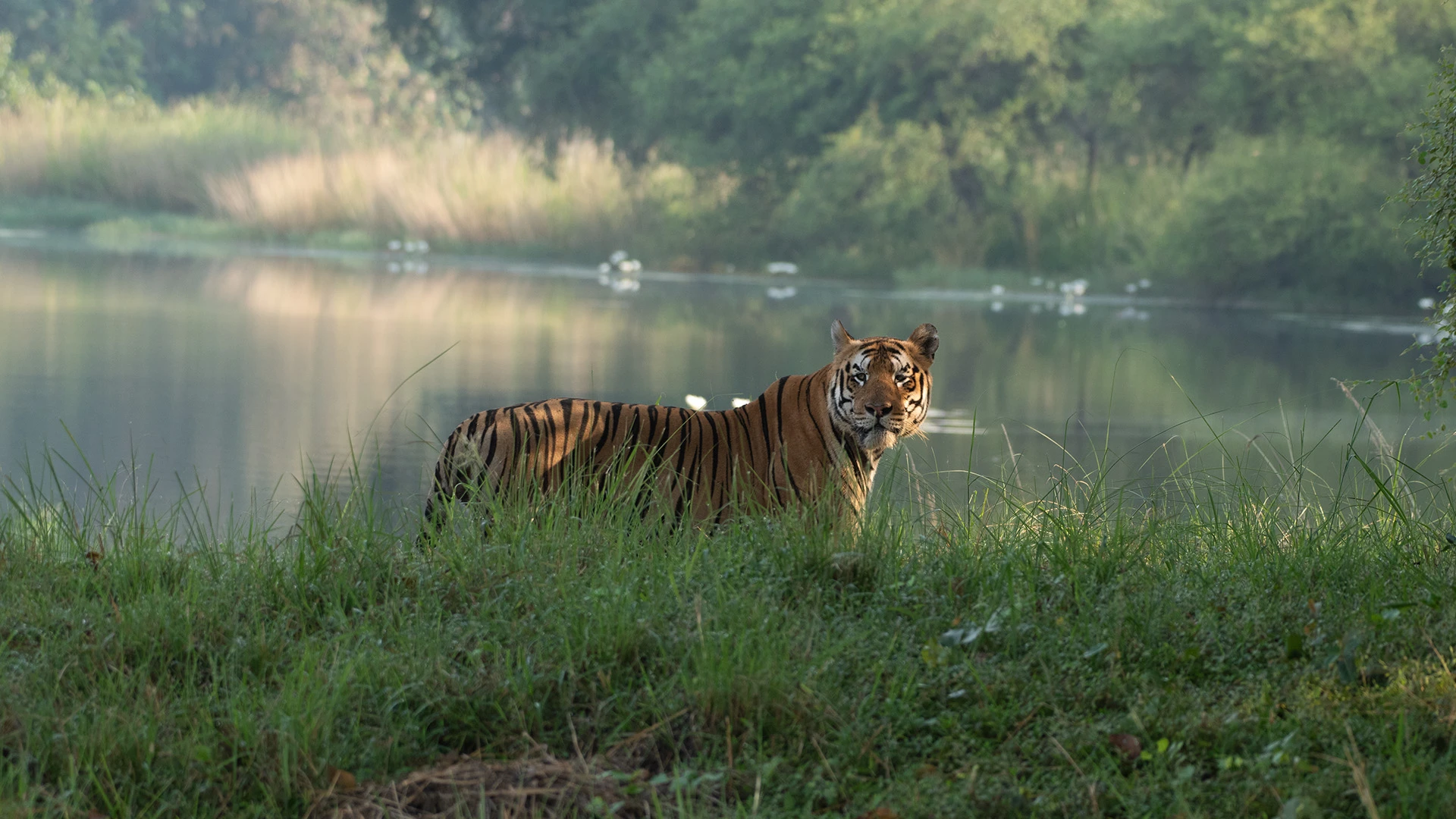 Tadoba Safari Package