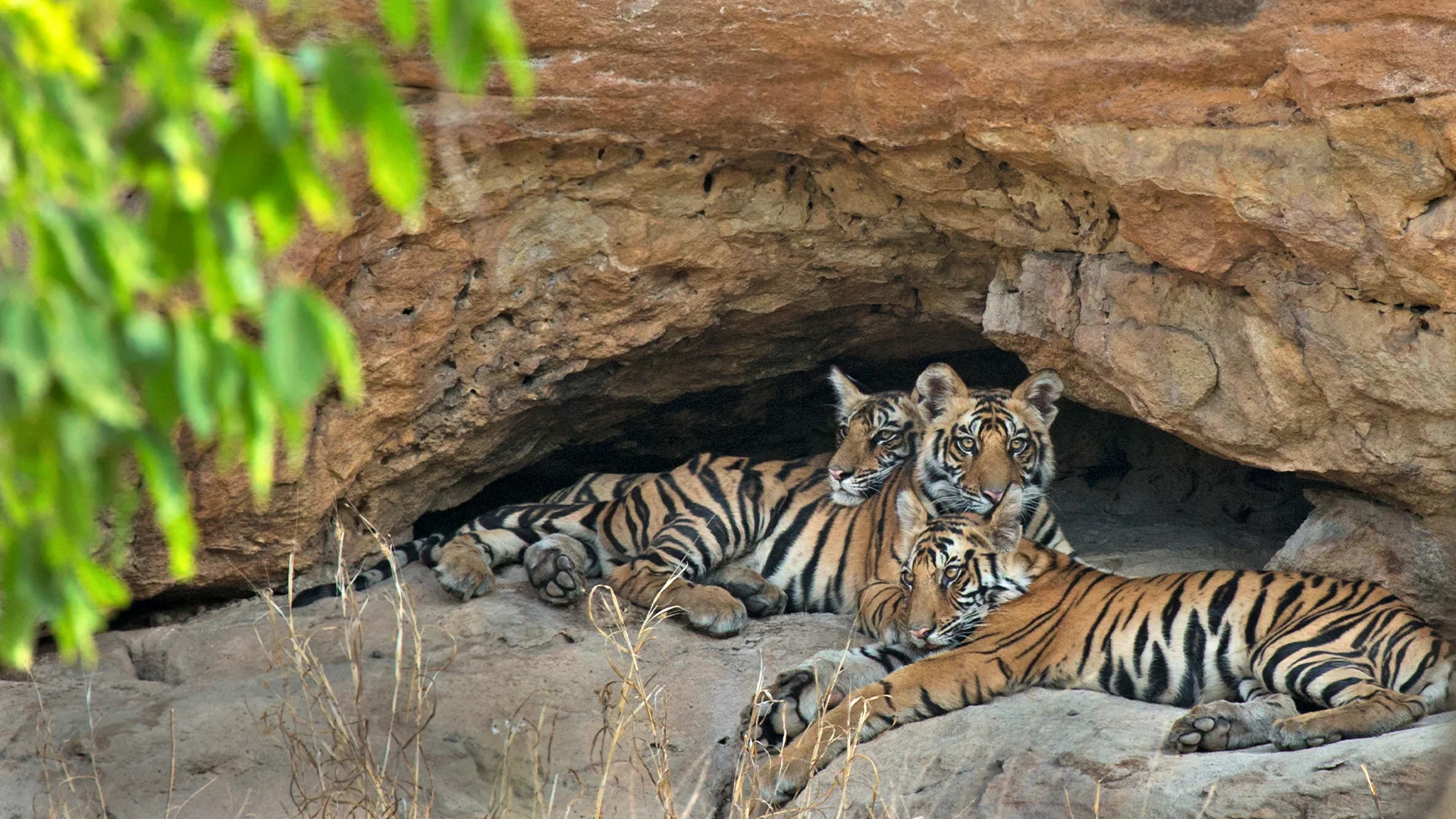 Bandhavgarh Tiger Reserve Banner