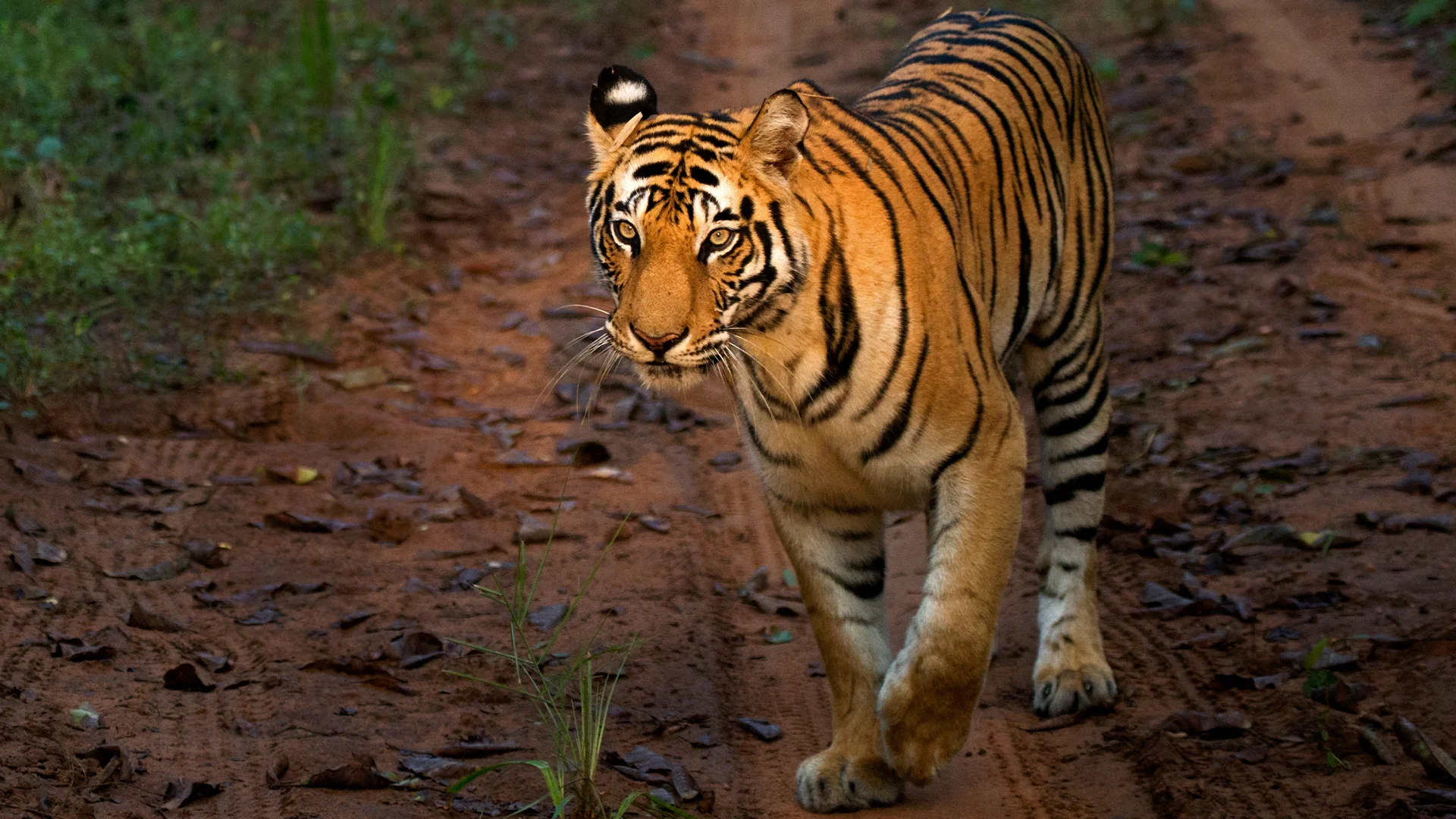 Bandhavgarh Tiger Reserve