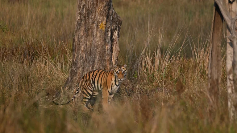 Kanha jungle safari