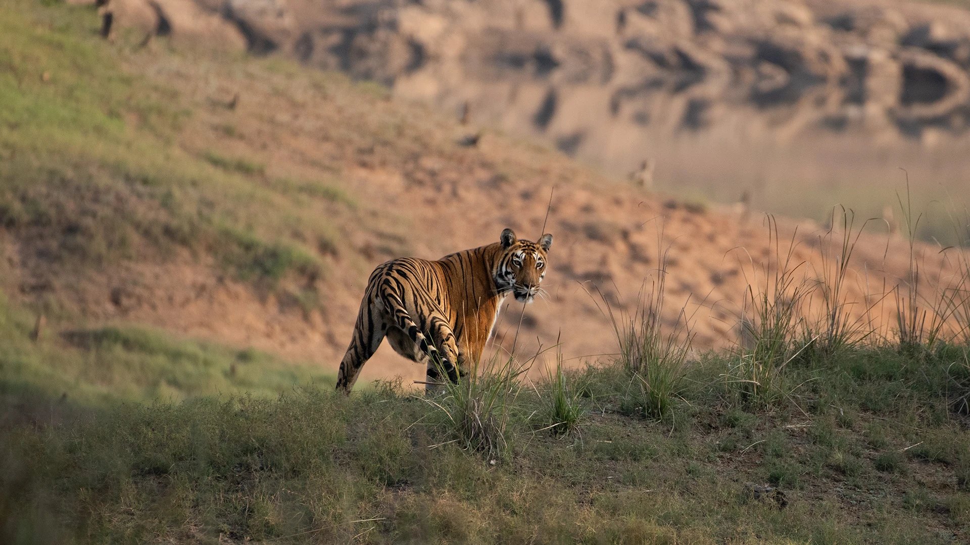 Tadoba jungle safari