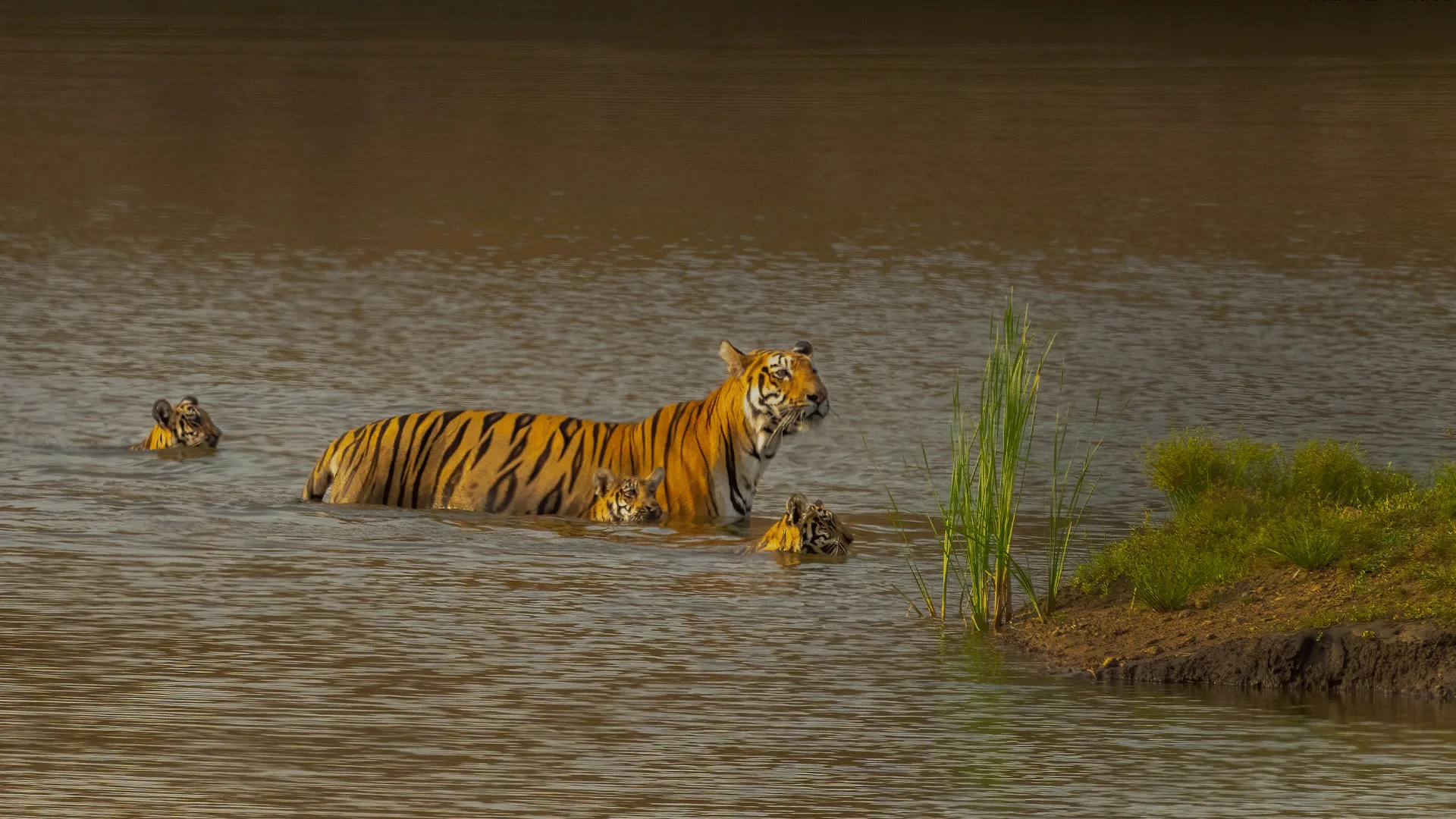 Tadoba jungle safari