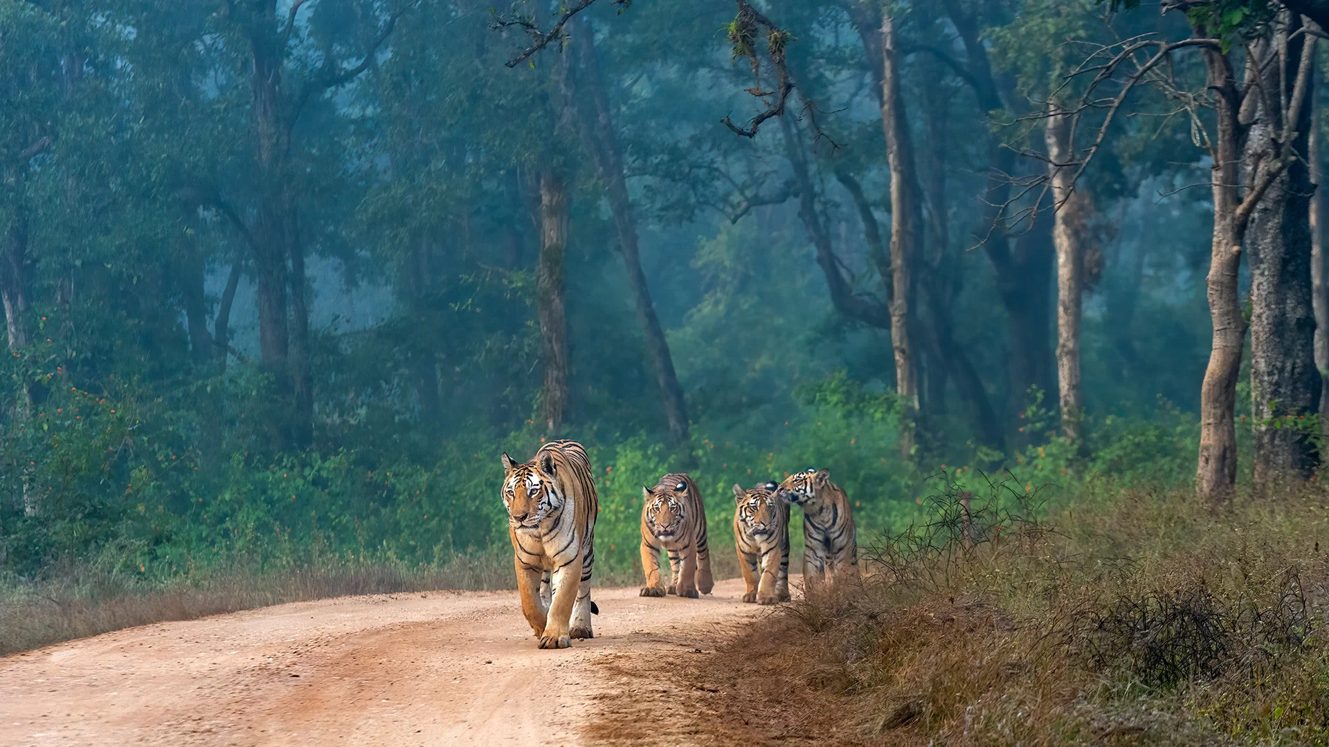 Tadoba jungle safari