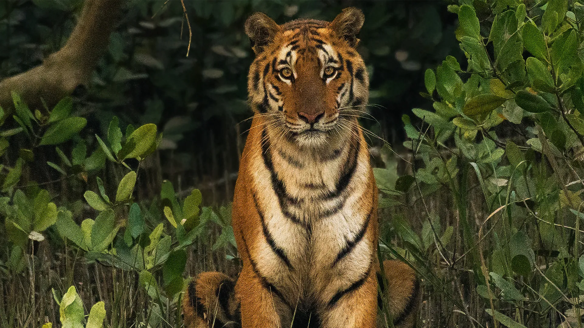 Sundarban Tiger Reserve