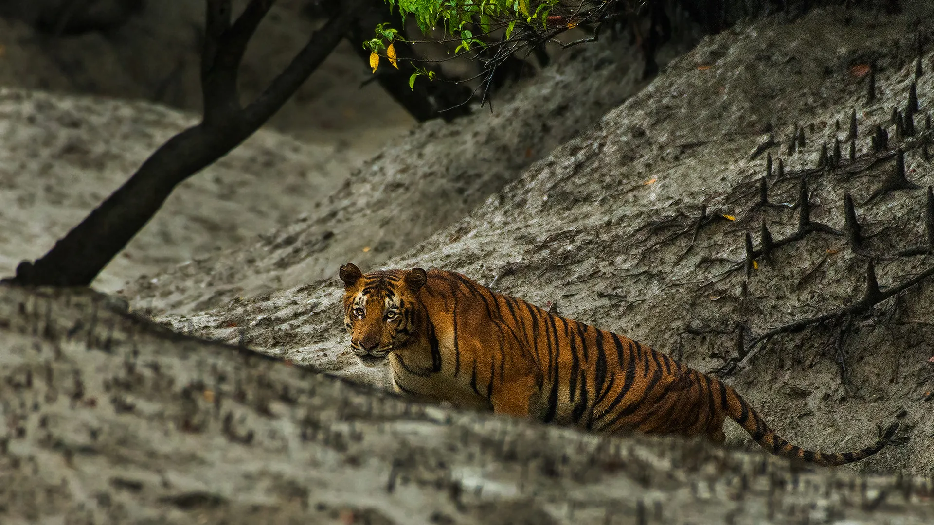 Sundarban Tiger Reserve