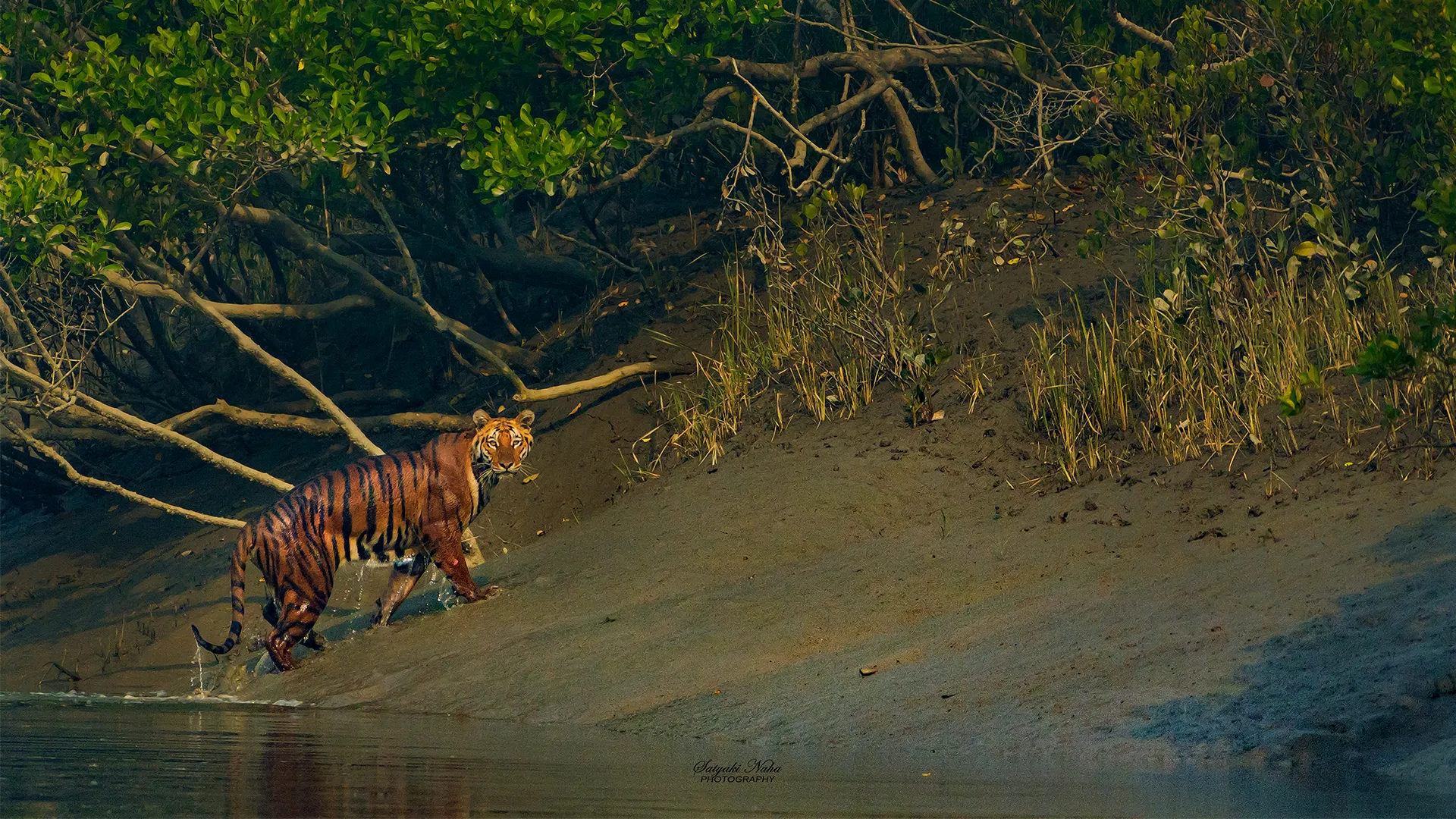 Sundarban Tiger Reserve